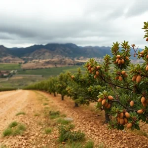 Almond orchards in California under cloudy skies