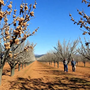 Almond trees in California with ripe almonds
