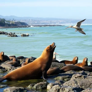 Toxic algae bloom affecting marine life in Southern California