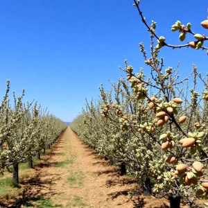 Almond orchard in California affected by tariffs